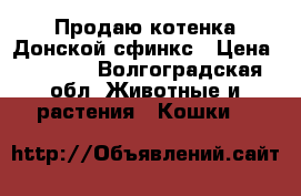 Продаю котенка Донской сфинкс › Цена ­ 7 000 - Волгоградская обл. Животные и растения » Кошки   